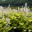 Mitrovnička - Tiarella wherryi