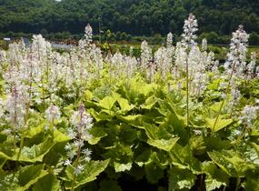 Mitrovnička - Tiarella wherryi