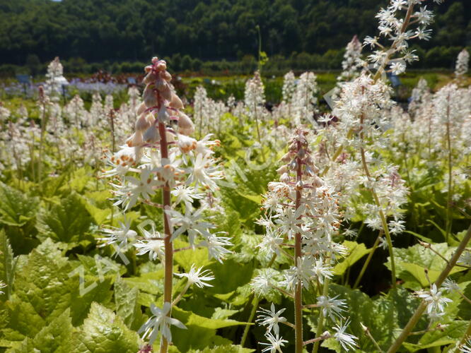 Mitrovnička - Tiarella wherryi