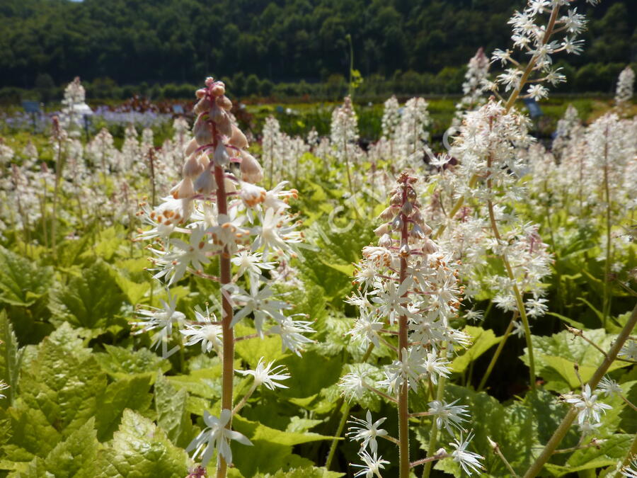 Mitrovnička - Tiarella wherryi