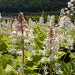 Mitrovnička - Tiarella wherryi