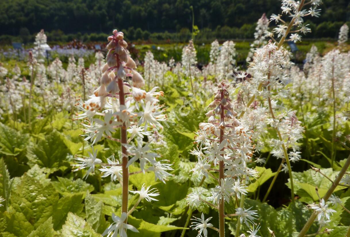 Mitrovnička - Tiarella wherryi