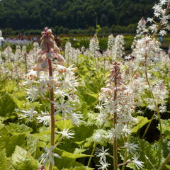 Mitrovnička - Tiarella wherryi