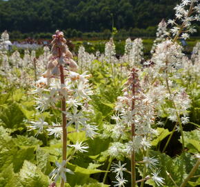 Mitrovnička - Tiarella wherryi