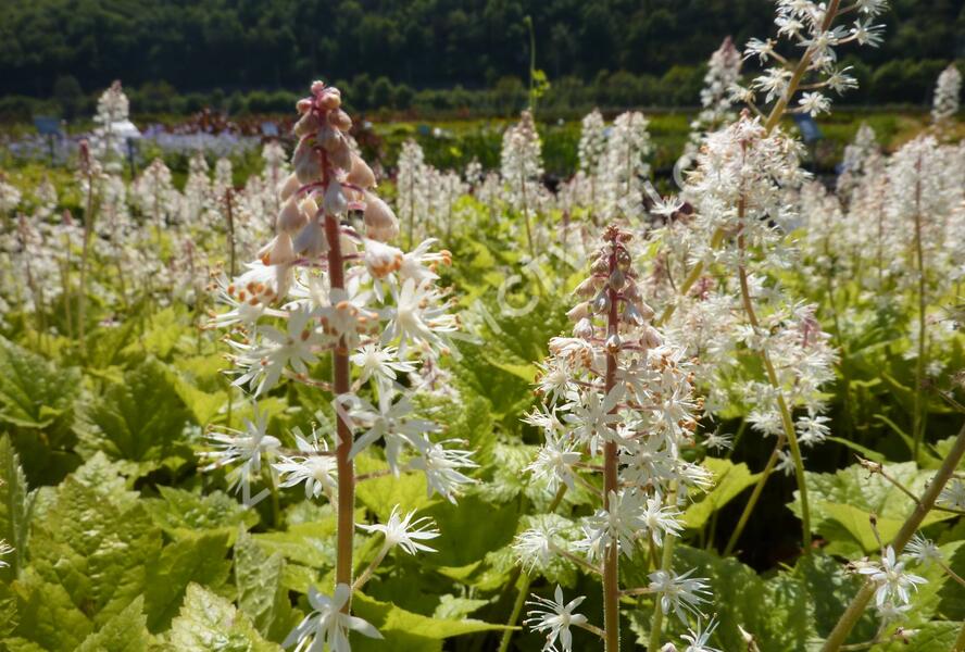 Mitrovnička - Tiarella wherryi