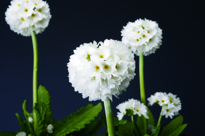 Prvosenka zoubkatá 'Confetti White' - Primula denticulata 'Confetti White'