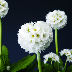 Prvosenka zoubkatá 'Confetti White' - Primula denticulata 'Confetti White'