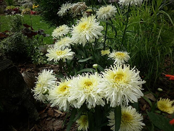 Kopretina největší 'Silberrausch' - Leucanthemum maximum 'Silberrausch'