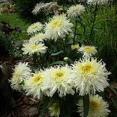 Kopretina největší 'Silberrausch' - Leucanthemum maximum 'Silberrausch'