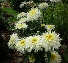 Kopretina největší 'Silberrausch' - Leucanthemum maximum 'Silberrausch'