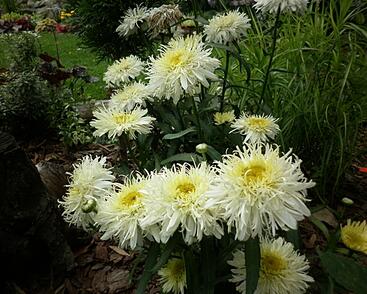 Kopretina největší 'Silberrausch'