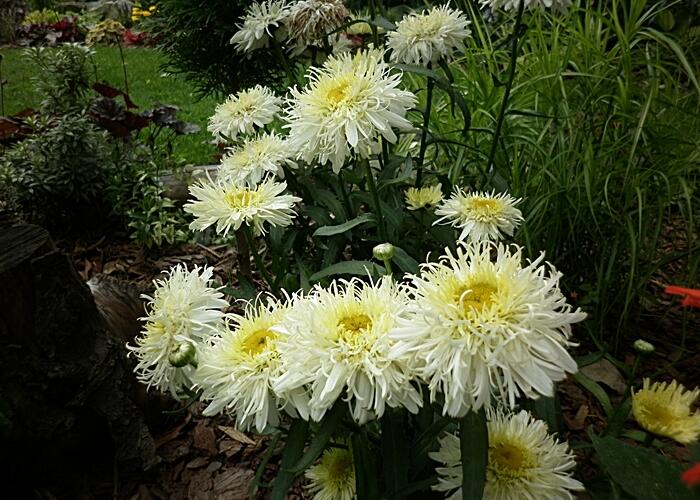 Kopretina největší 'Silberrausch' - Leucanthemum maximum 'Silberrausch'