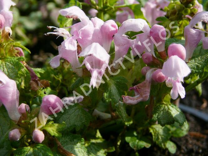 Hluchavka skvrnitá 'Pink Nancy' - Lamium maculatum 'Pink Nancy'