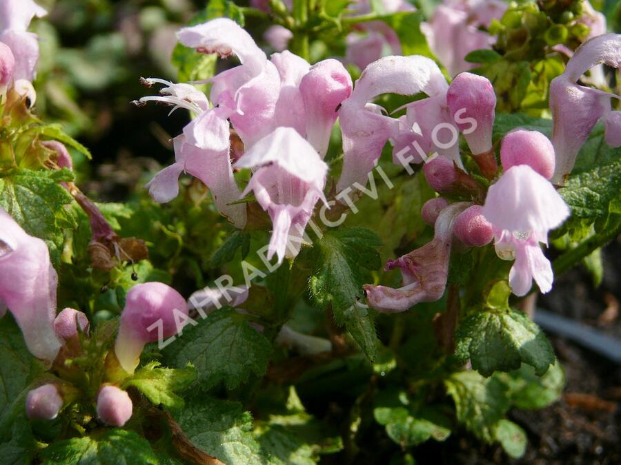 Hluchavka skvrnitá 'Pink Nancy' - Lamium maculatum 'Pink Nancy'