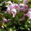 Hluchavka skvrnitá 'Pink Nancy' - Lamium maculatum 'Pink Nancy'