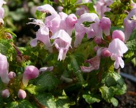 Hluchavka skvrnitá 'Pink Nancy'