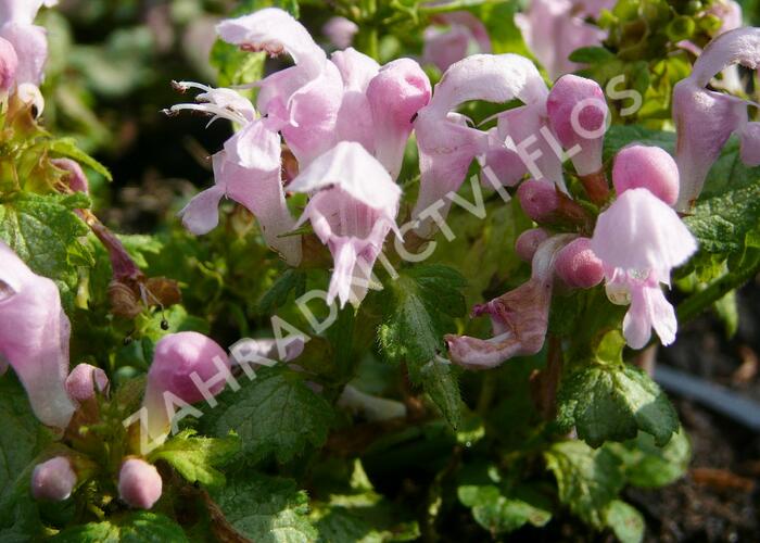 Hluchavka skvrnitá 'Pink Nancy' - Lamium maculatum 'Pink Nancy'