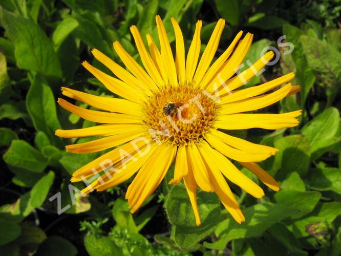 Oman východní - Inula orientalis grandiflora