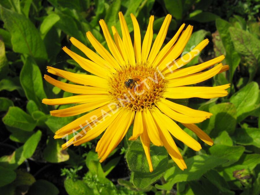 Oman východní - Inula orientalis grandiflora