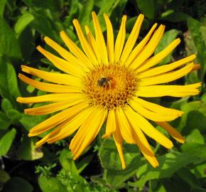 Oman východní - Inula orientalis grandiflora