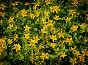 Ostálka viržinská - Chrysogonum virginianum