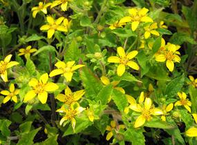 Ostálka viržinská - Chrysogonum virginianum