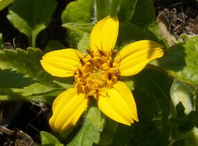 Ostálka viržinská - Chrysogonum virginianum