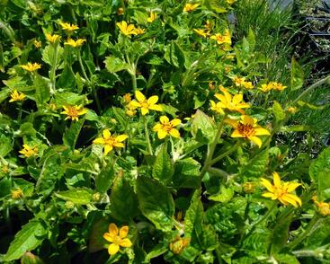 Ostálka viržinská