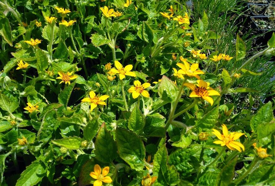 Ostálka viržinská - Chrysogonum virginianum