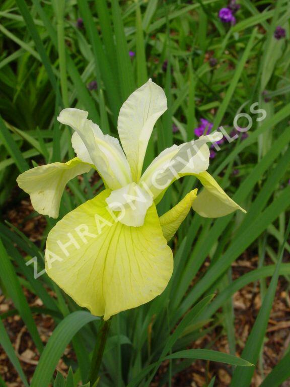 Kosatec sibiřský 'Butter and Sugar' - Iris sibirica 'Butter and Sugar'