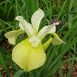 Kosatec sibiřský 'Butter and Sugar' - Iris sibirica 'Butter and Sugar'