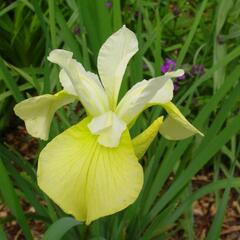 Kosatec sibiřský 'Butter and Sugar' - Iris sibirica 'Butter and Sugar'