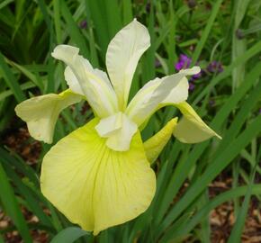 Kosatec sibiřský 'Butter and Sugar' - Iris sibirica 'Butter and Sugar'
