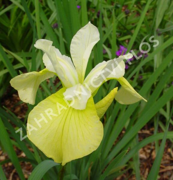 Kosatec sibiřský 'Butter and Sugar' - Iris sibirica 'Butter and Sugar'