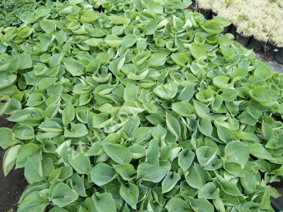 Bohyška 'Halcyon' - Hosta tardiana 'Halcyon'