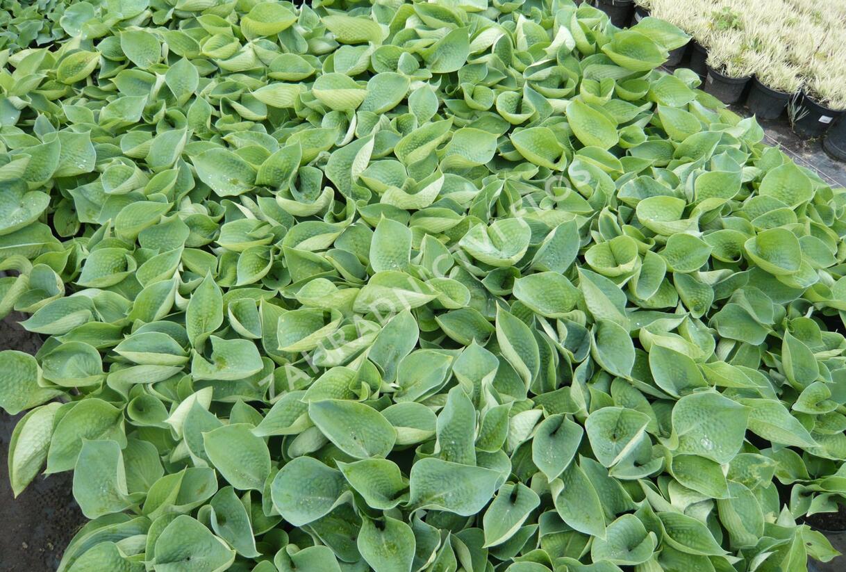 Bohyška 'Halcyon' - Hosta tardiana 'Halcyon'
