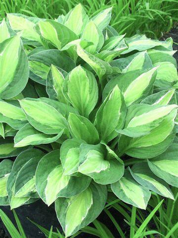 Bohyška 'Gypsy Rose' - Hosta 'Gypsy Rose'