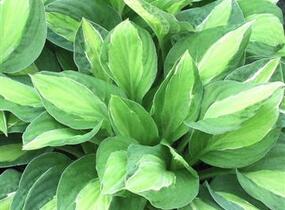 Bohyška 'Gypsy Rose' - Hosta 'Gypsy Rose'