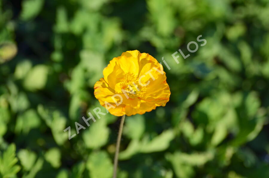 Mák lysý 'Spiring Fever Mix' - Papaver nudicaule 'Spiring Fever Mix'