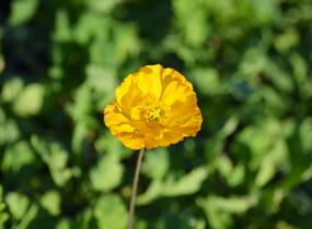 Mák lysý 'Spiring Fever Mix' - Papaver nudicaule 'Spiring Fever Mix'