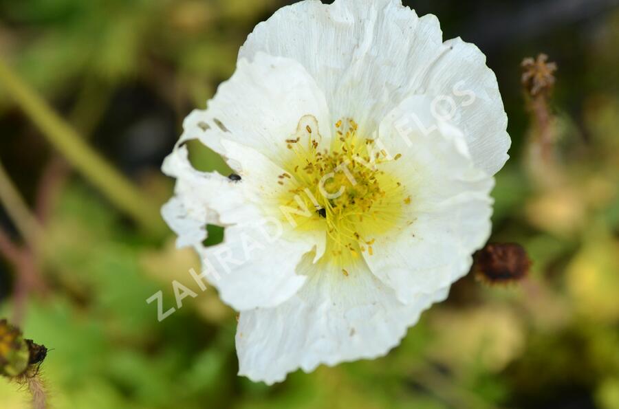 Mák lysý 'Spiring Fever Mix' - Papaver nudicaule 'Spiring Fever Mix'