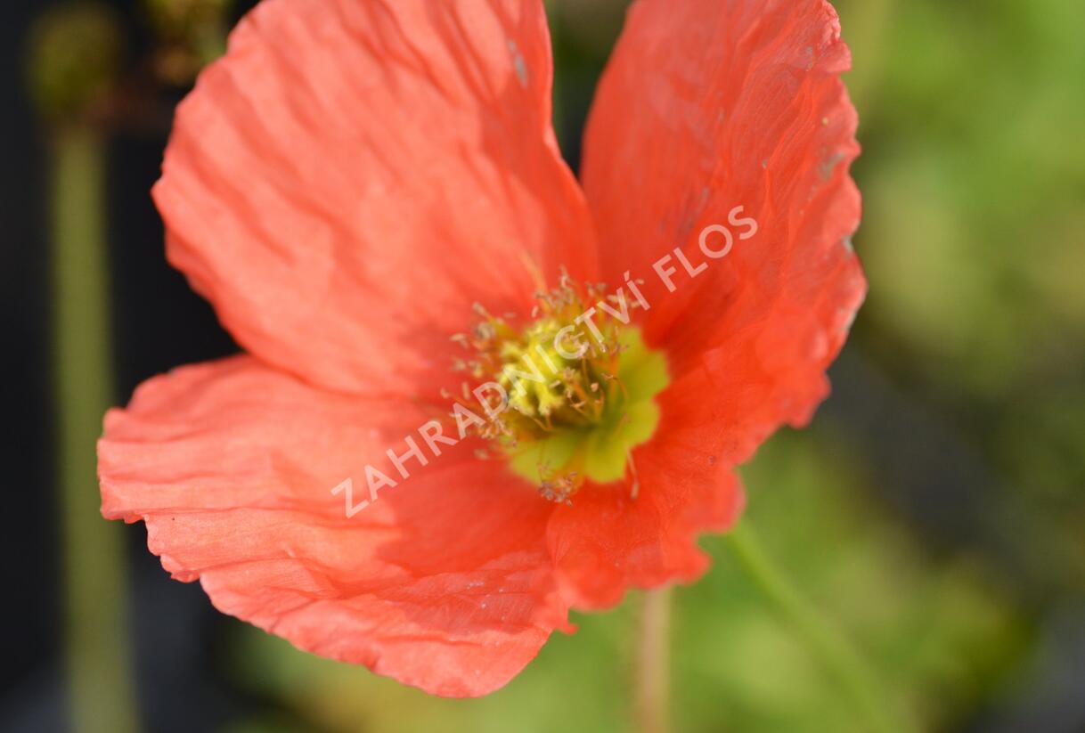 Mák lysý 'Spiring Fever Mix' - Papaver nudicaule 'Spiring Fever Mix'
