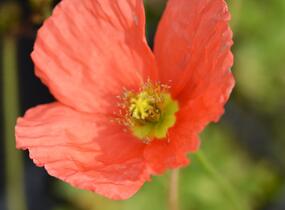 Mák lysý 'Spiring Fever Mix' - Papaver nudicaule 'Spiring Fever Mix'