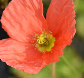 Mák lysý 'Spiring Fever Mix' - Papaver nudicaule 'Spiring Fever Mix'