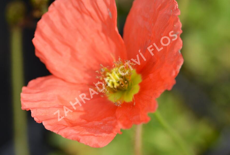 Mák lysý 'Spiring Fever Mix' - Papaver nudicaule 'Spiring Fever Mix'