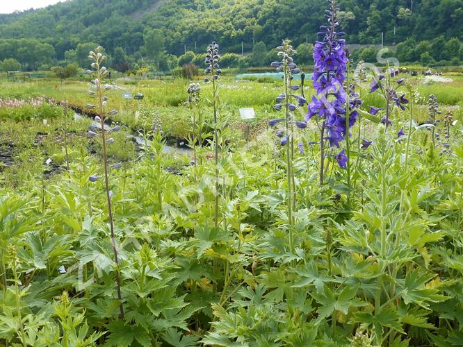 Ostrožka 'Black Knight' - Delphinium Pacific 'Black Knight'