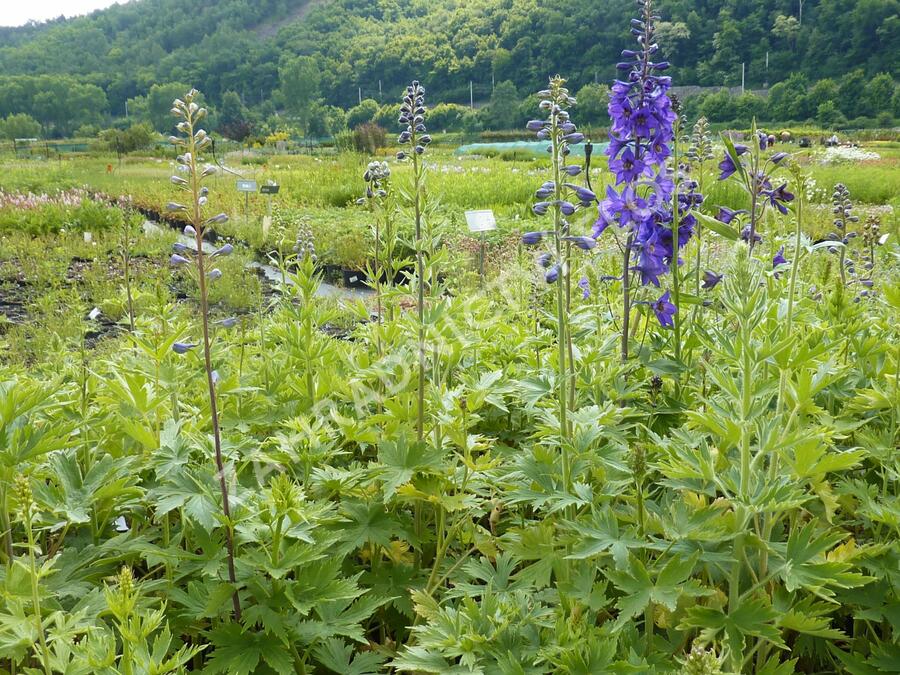 Ostrožka 'Black Knight' - Delphinium Pacific 'Black Knight'