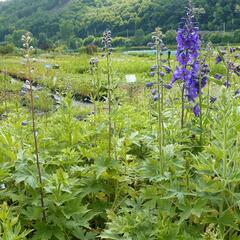 Ostrožka 'Black Knight' - Delphinium Pacific 'Black Knight'
