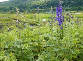 Ostrožka 'Black Knight' - Delphinium Pacific 'Black Knight'