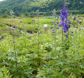 Ostrožka 'Black Knight' - Delphinium Pacific 'Black Knight'